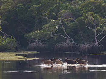 Loango Savannah Camp: Flussüberquerung