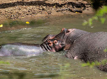 Mara Plains Camp: Flusspferde im Mara River Mara Plains Camp: Flusspferde im Mara River