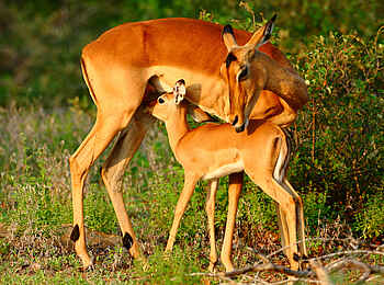 Motswari Game Lodge: Antilope mit Kalb
