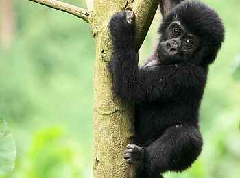 Mutanda Lake Resort: Gorillababy Mutanda Lake Resort: Gorillababy