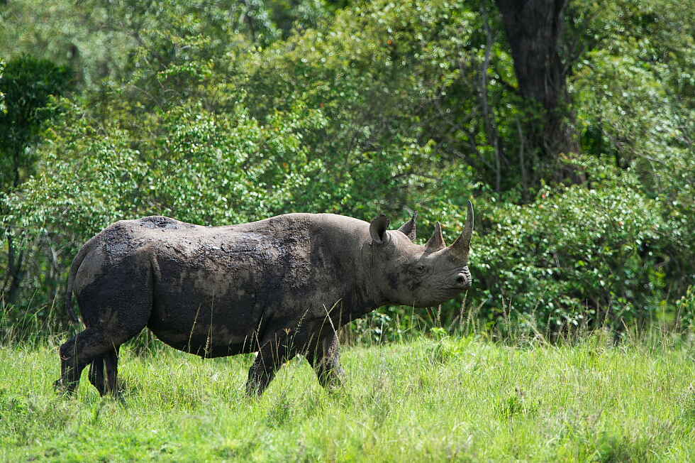 Naboisho Camp: Nashorn