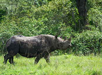Naboisho Camp: Nashorn