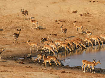 Nehimba Lodge: Impalas am Wasserloch Nehimba Lodge: Impalas am Wasserloch