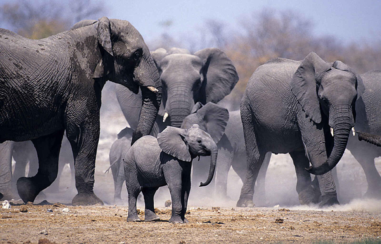 Onguma The Fort: Elefantenherde Onguma The Fort: Elefantenherde