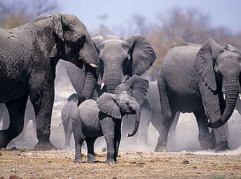 Onguma The Fort: Elefantenherde