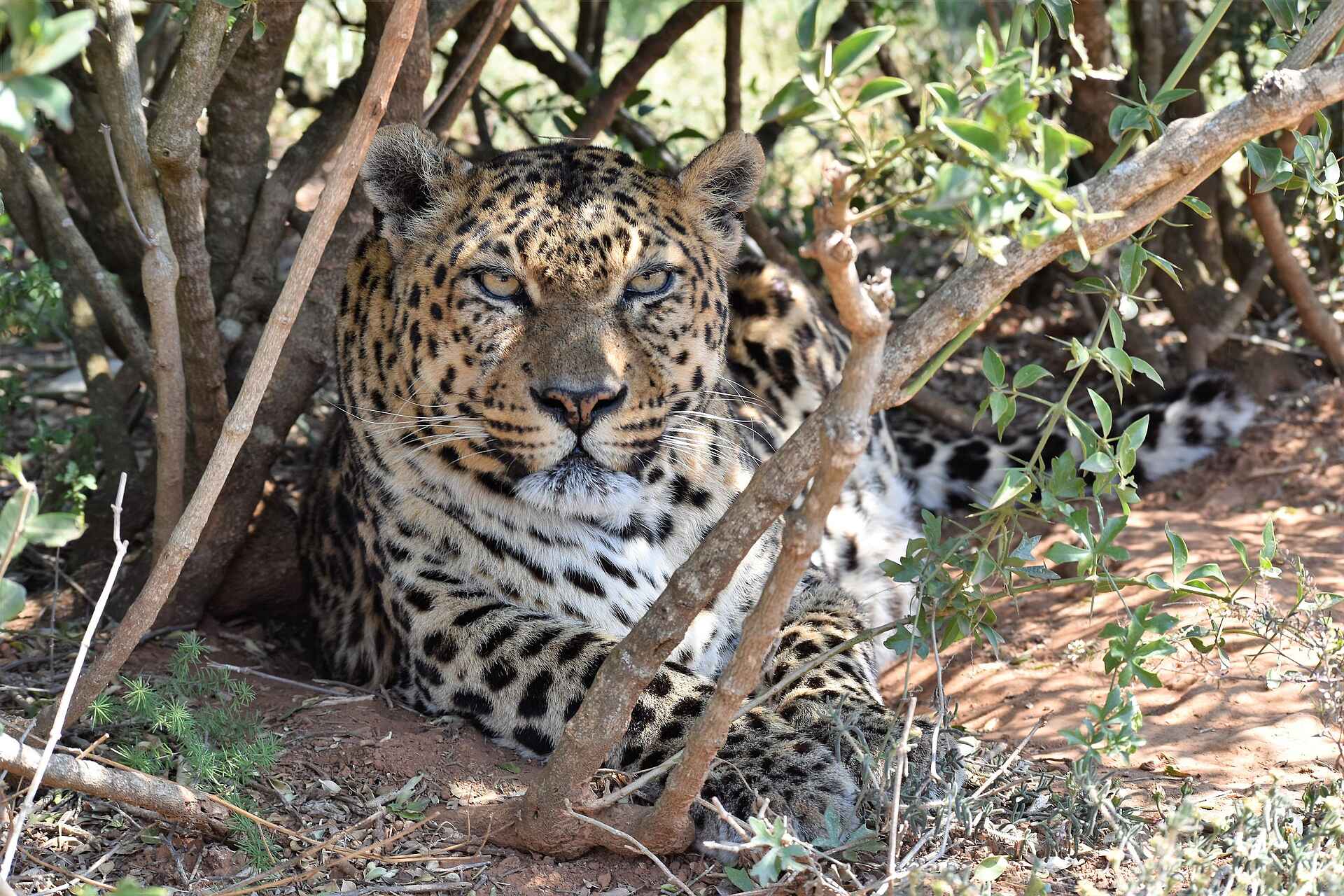 Riverdene Family Lodge: Leopard