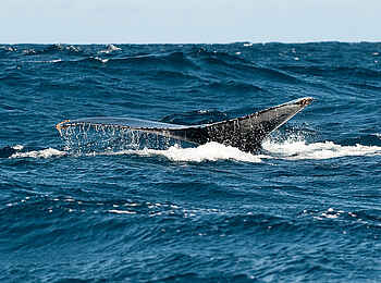 Rocktail Beach Camp: Walflosse