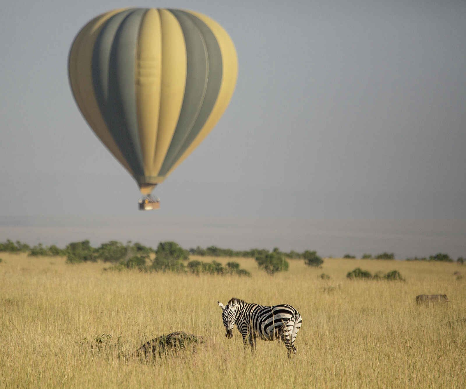 Sala's Camp: Heißluftballon und Zebra Sala's Camp: Heißluftballon und Zebra