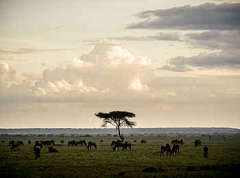 Sanctuary Kichakani Serengeti Camp: Schirmakazie Sanctuary Kichakani Serengeti Camp: Schirmakazie
