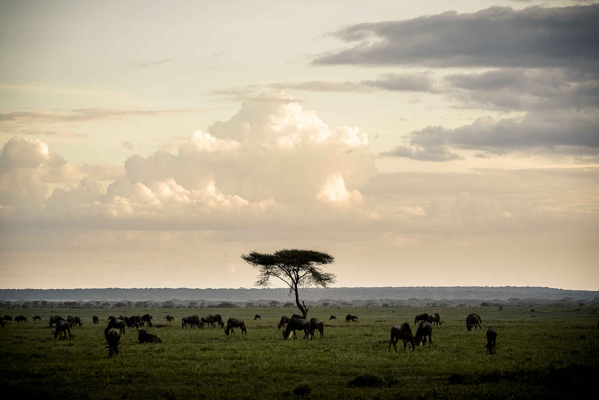 Sanctuary Kichakani Serengeti Camp: Schirmakazie