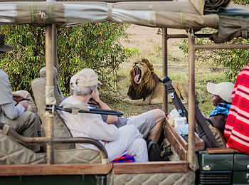 Serian's Kimya Kimya: Begegnung mit einem Löwen Serian's Kimya Kimya: Begegnung mit einem Löwen