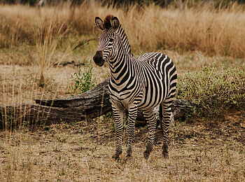 Shawa Luangwa Camp: Zebra