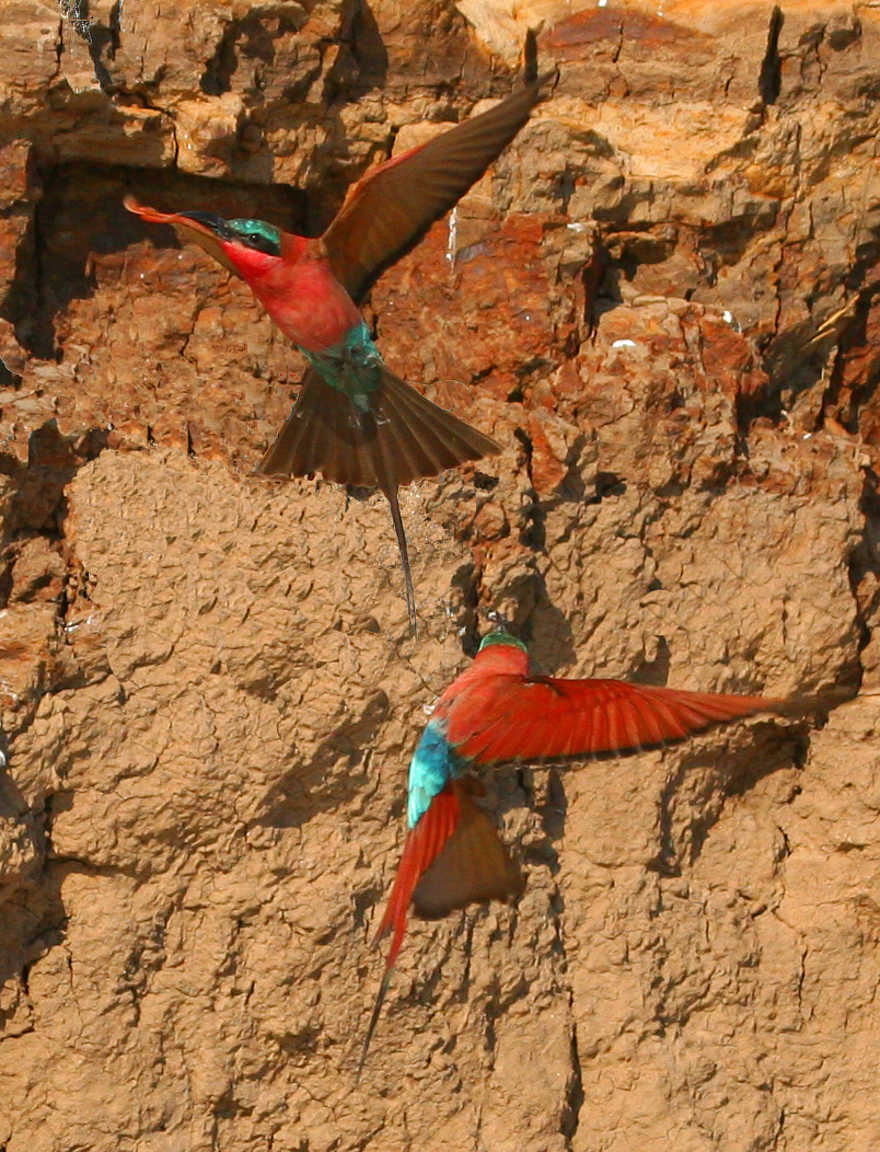 Shenton Carmine Bee Eater Hide: Im Flug Shenton Carmine Bee Eater Hide: Im Flug