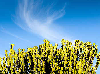 Singita Lebombo Lodge: Impression aus der Natur