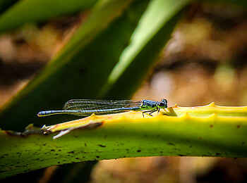 Sirikoi: Kleinlibelle