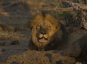 The Hide: Löwe The Hide: Löwe