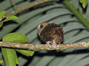 The Manta Resort: Pemba-Zwergohreule The Manta Resort: Pemba-Zwergohreule