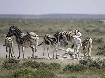 Wilderness Etosha Camp: Zebras mit Jungtieren
