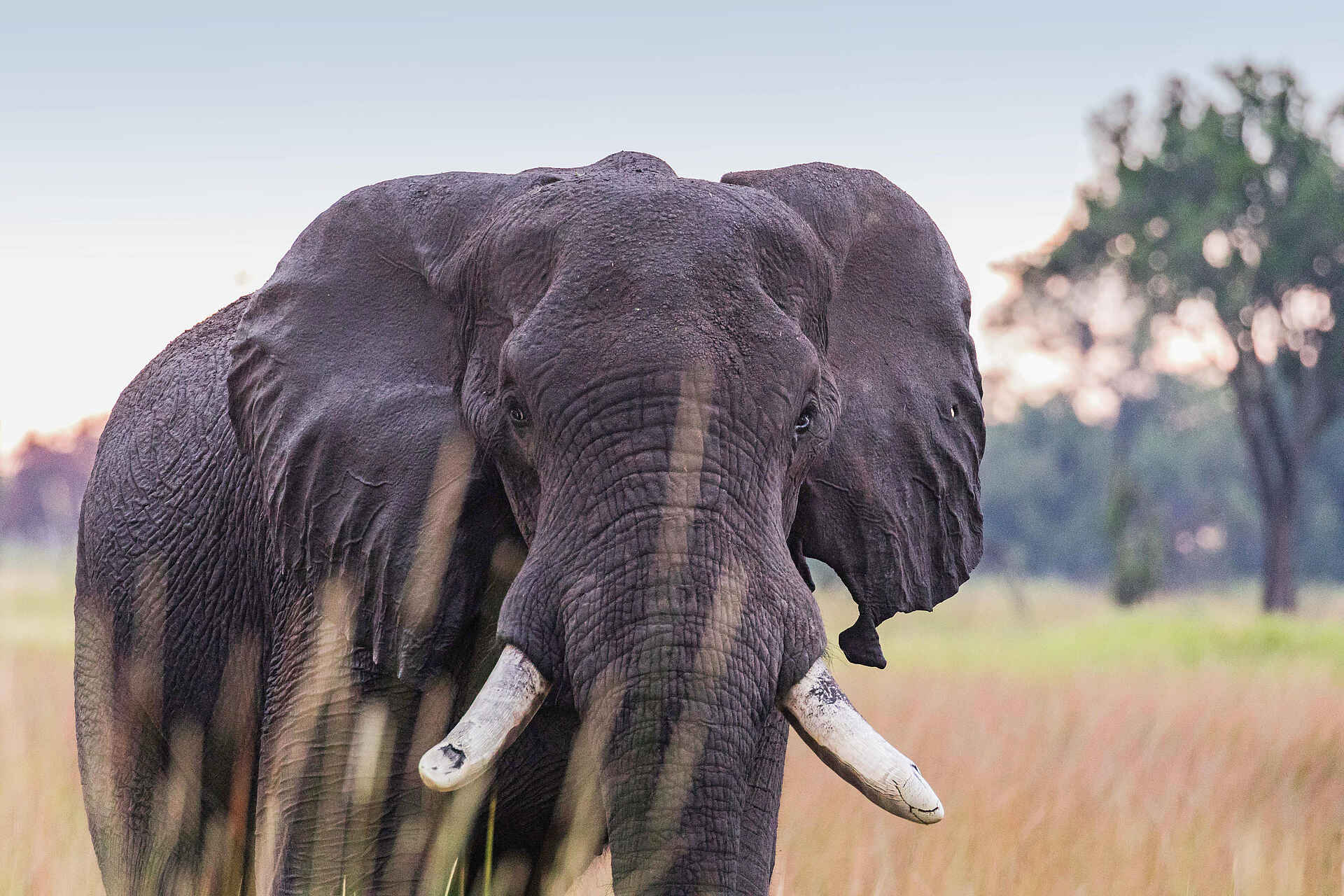 Xugana Island Lodge: Elefant