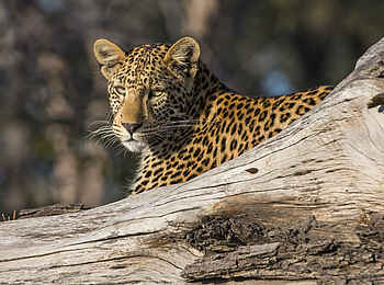 Linyanti Tented Camp: Leopard Linyanti Tented Camp: Leopard