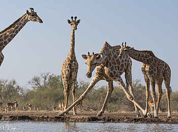 Mashatu Photographic Hide: Trinkende Giraffen