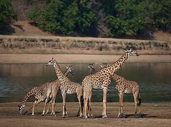 Nkonzi Bush Camp: Giraffenherde am Wasser Nkonzi Bush Camp: Giraffenherde am Wasser