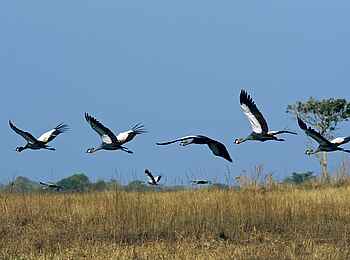 Busanga Bush Camp: Kronenkraniche im Flug Busanga Bush Camp: Kronenkraniche im Flug