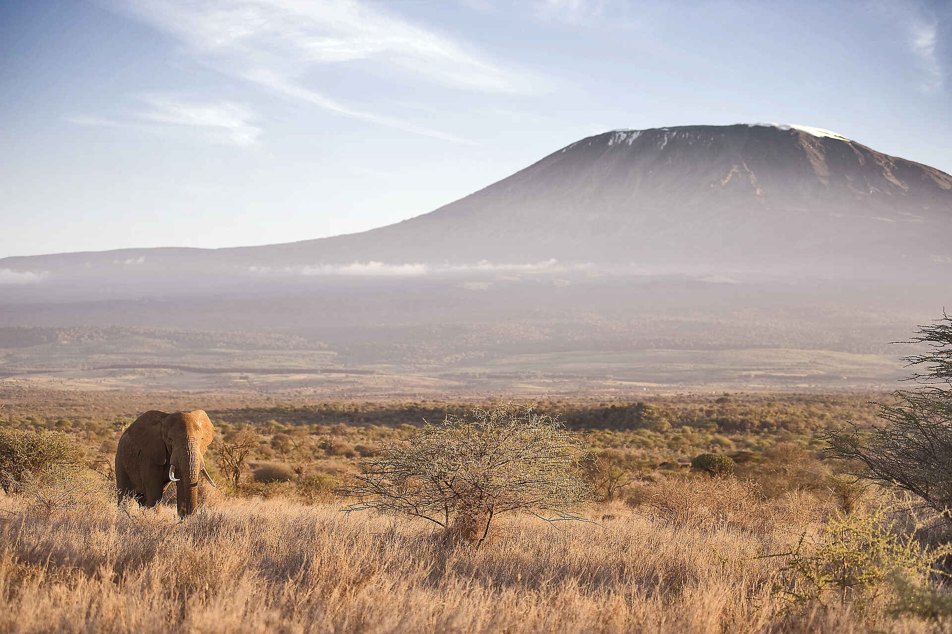 Elerai Camp: Ein Elefant vor dem Kilimanjaro