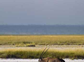 Etosha: Oryx am Flussufer