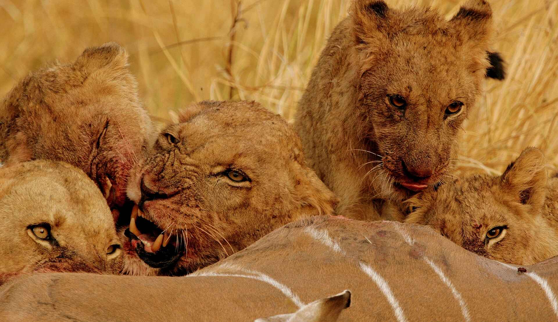 Canoe Safari, Goliath Safaris, Goliath Tented Camp, Kanu-Safari, Mana Pools National Park, Sambesi, Samebsi-Tal, Stretch Ferreira, Zambezi, Kudu, Löwen, Pamth, Walking Safari, Afrikarma, Afrikarma Safaris, Afrikarma Safaris - Wildnis. Hautnah., Afrikarma.de