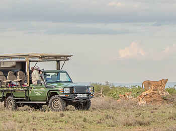 Governors' Mugie: Löwen und Gäste Governors' Mugie: Löwen und Gäste