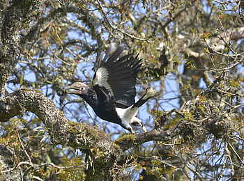 Hatari Lodge: Startender Hornrabe