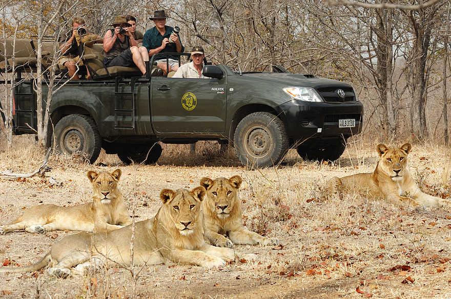 Kaingo Game Drive: Löwengruppe Kaingo Game Drive: Löwengruppe