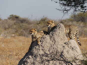 Kambaku Safari Lodge: Geparden auf Termitenhügel