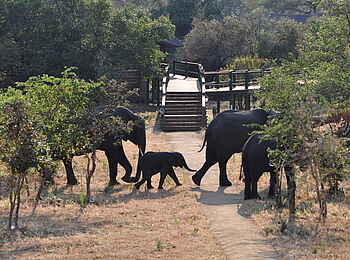 Katuma Bush Lodge: Elefantenherde vor dem Eingang der Lodge