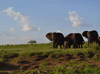 Kidepo National Park: Elefanten in der Savanne