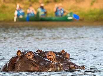 Little Ruckomechi Camp: Zwei Nilpferde im Fluss