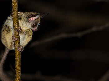 Luambe Camp: Die Moholi-Galago Primaten zählen zu den nachtaktiven Primaten Sambias Luambe Camp: Die Moholi-Galago Primaten zählen zu den nachtaktiven Primaten Sambias