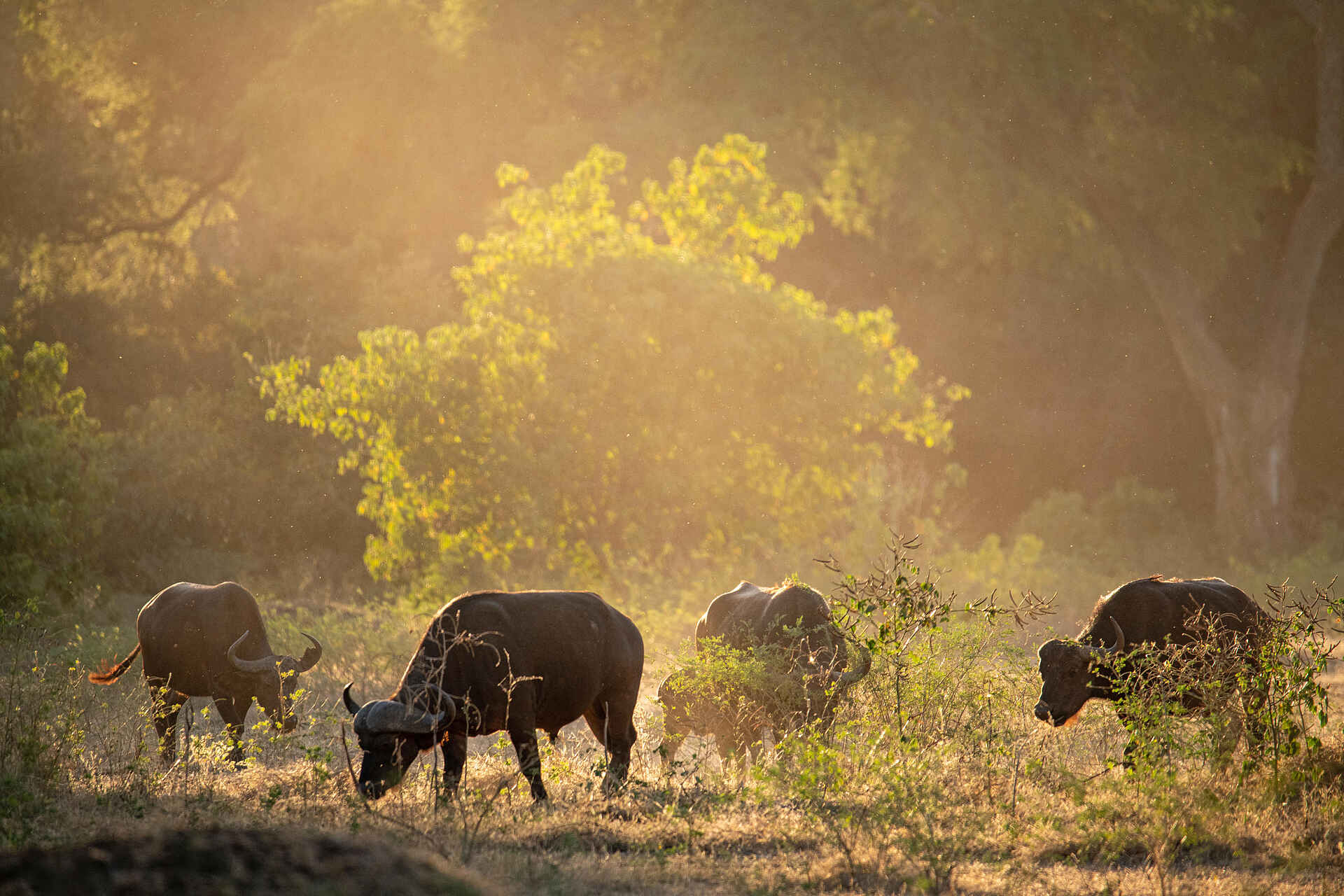 Mara River Camp: Büffel