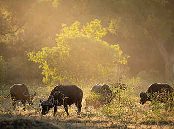 Mara River Camp: Büffel Mara River Camp: Büffel