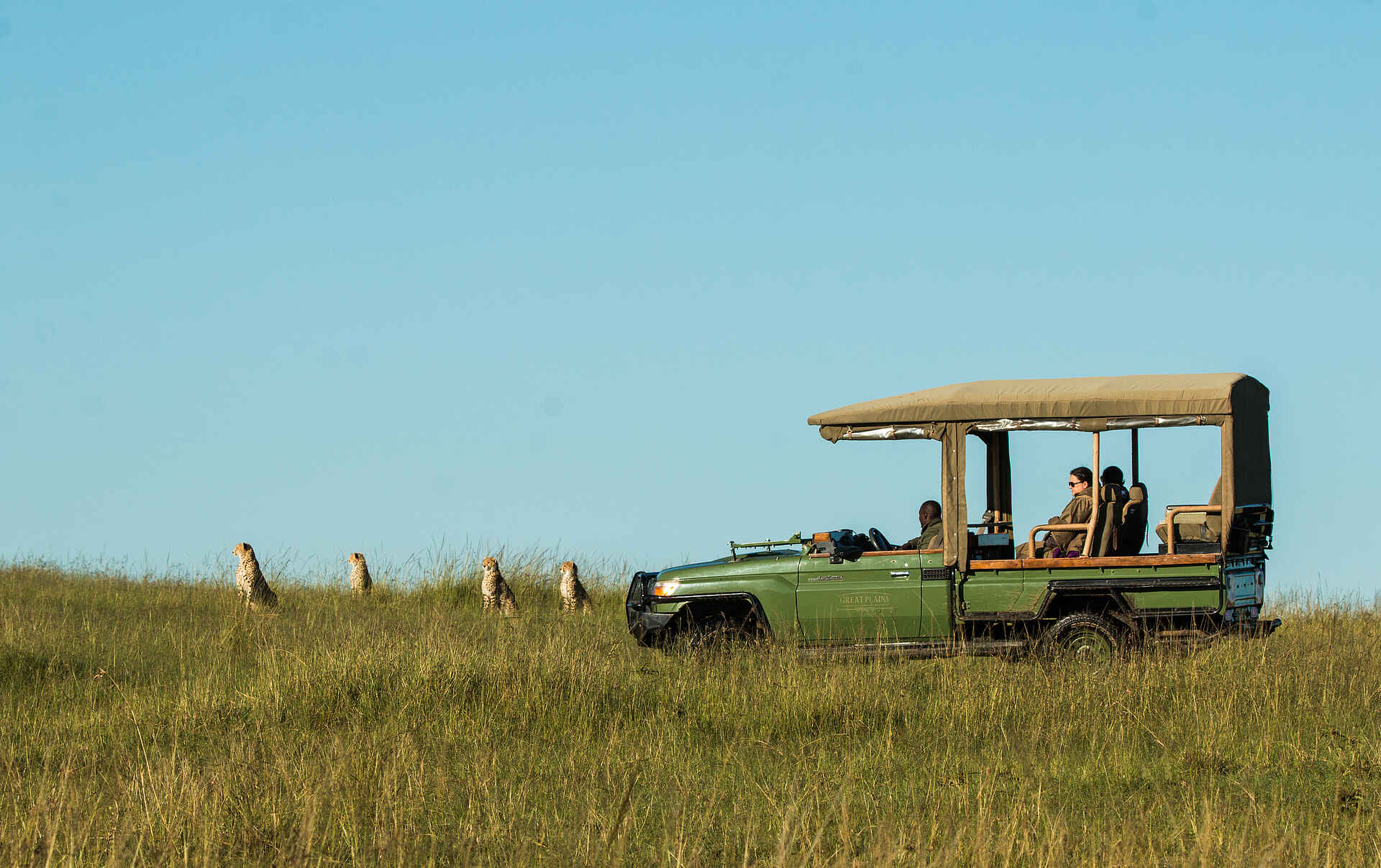 Mara Plains Camp: Geparden