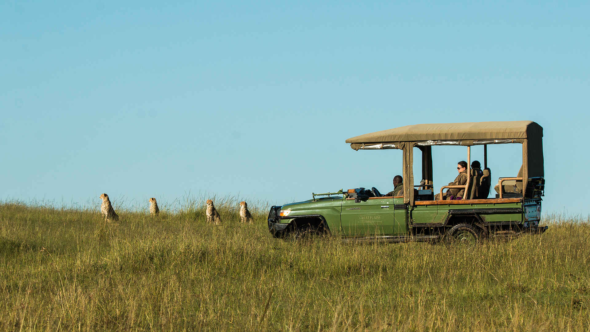 Mara Plains Camp: Geparden
