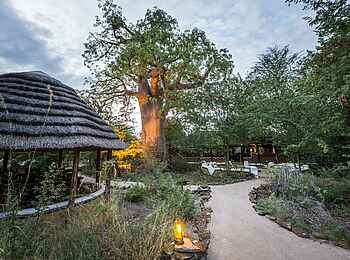 Planet Baobab: Wege im Camp Planet Baobab: Wege im Camp