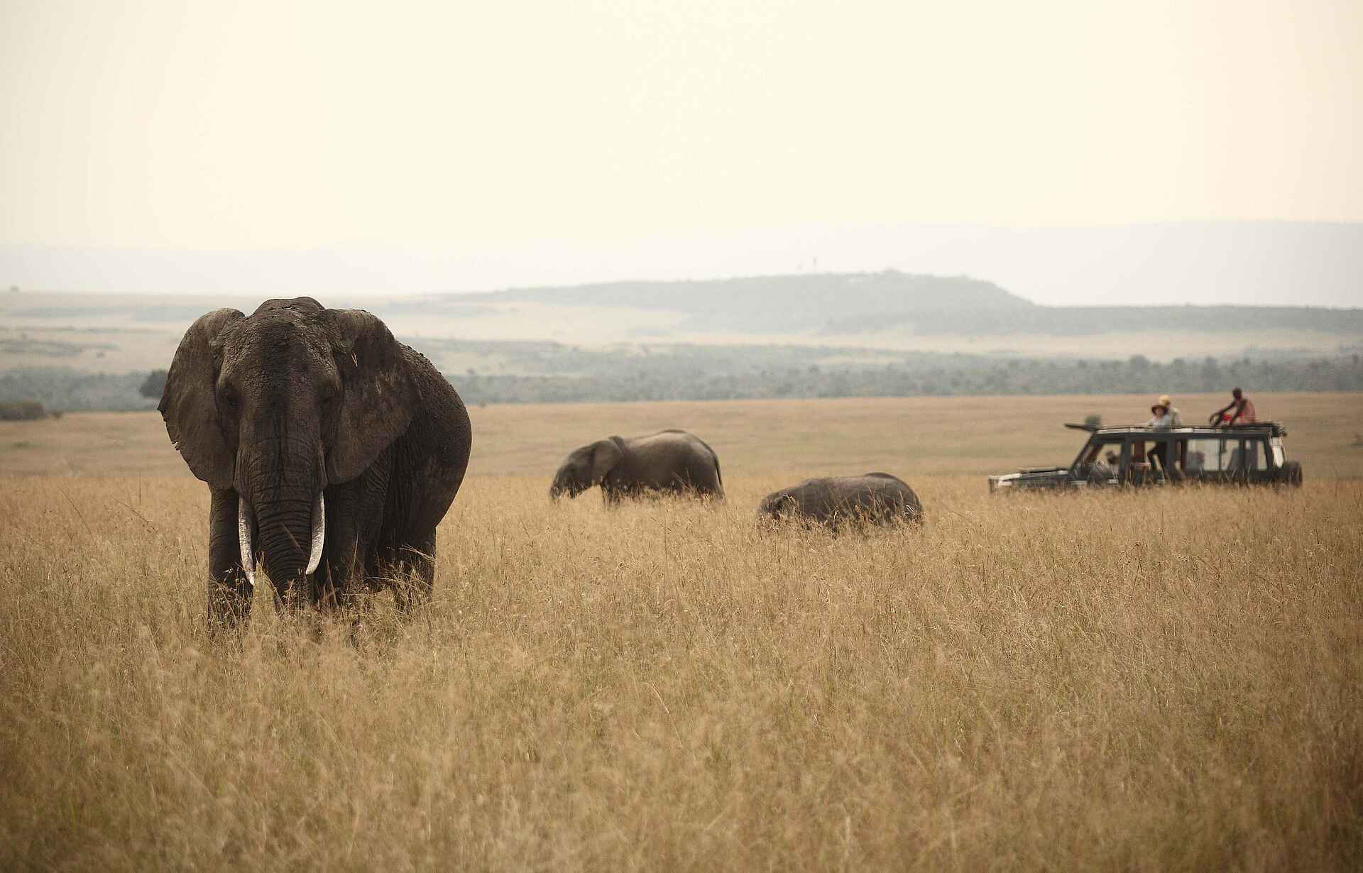 Rekero Camp: Elefantenfamilie Rekero Camp: Elefantenfamilie