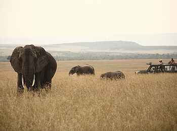 Rekero Camp: Elefantenfamilie