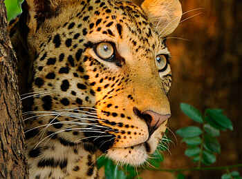 Royal Zambezi Lodge: Leopard