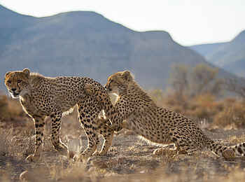 Samara Karoo Lodge: Spielende Geparden