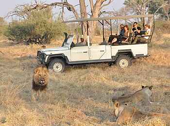 Sango Safari Camp: Löwenbegegnung auf Pirschfahrt