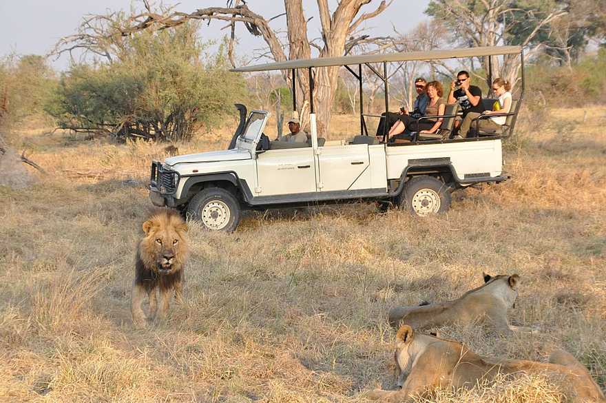 Sango Safari Camp: Löwenbegegnung auf Pirschfahrt Sango Safari Camp: Löwenbegegnung auf Pirschfahrt