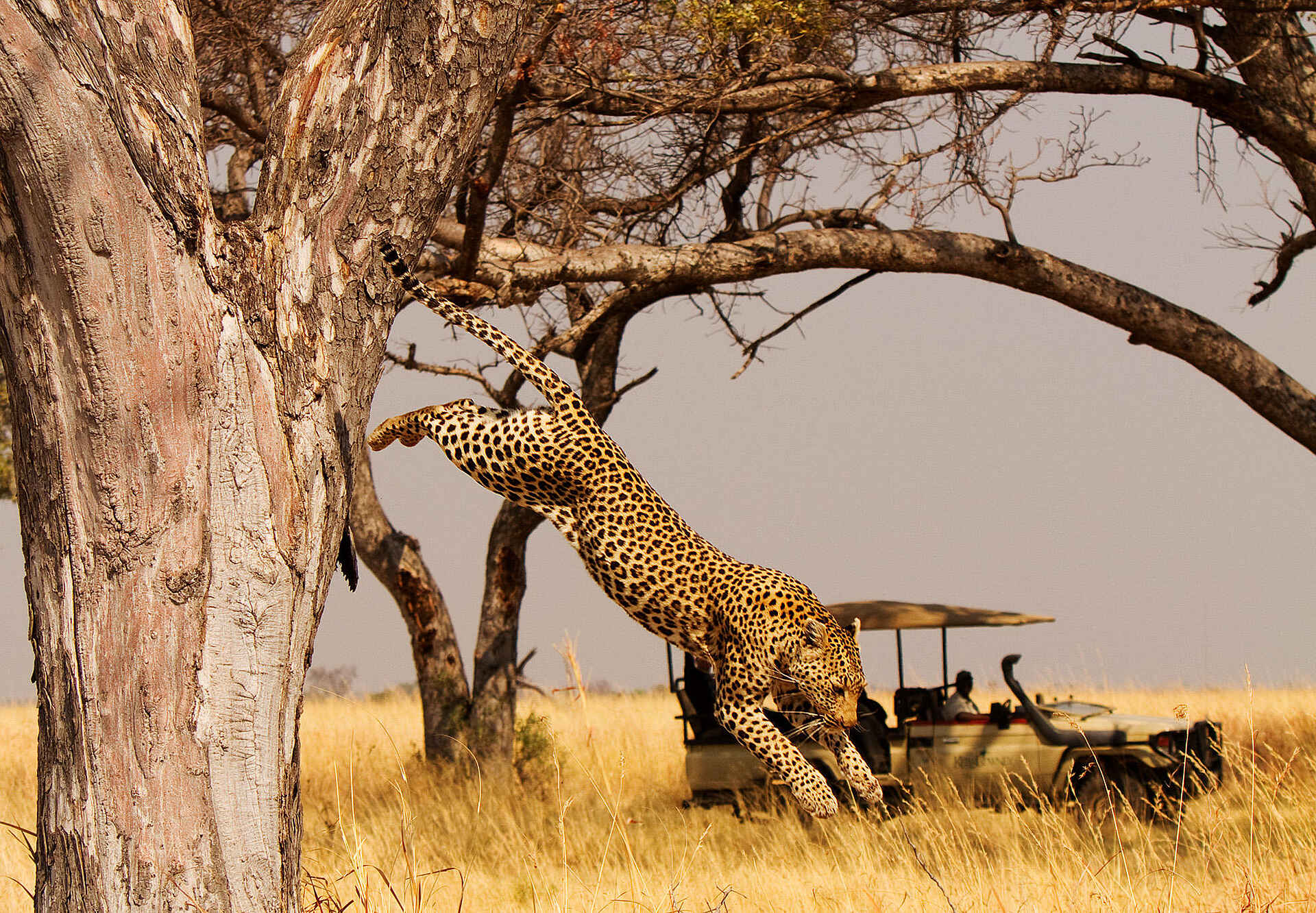 Shinde Lodge: Leopard